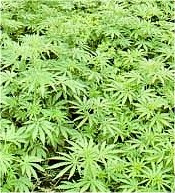 Cannabis_Growing_Small.jpg
