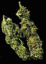 Cannabis_Buds_2.jpg