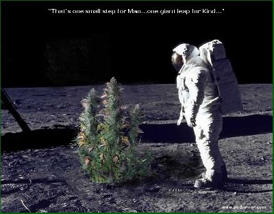 Cannabis_Moonwalk.jpg