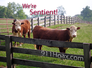 Balto_Cows_Fence_Farm_Sentient_911_MB.jpg