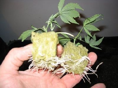 Cannabis_Hand_Roots.jpg