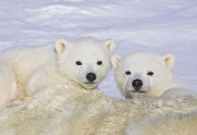 Animals_Polar_Bears_Facing_Camera_smaller.jpg