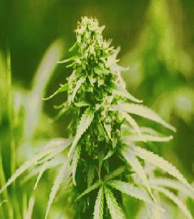 Cannabis_Growing_05.jpg