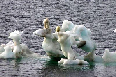 Animals_Polar_bears_ice.jpg
