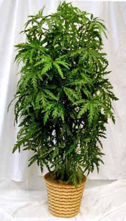 Cannabis_Growing_falsearalia.jpg