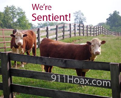 Balto_Cows_Fence_Farm_Sentient_911.jpg