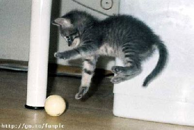 Cat_Ball_Play.jpg