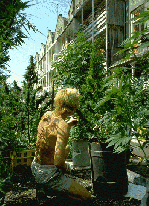 Cannabis_Amsterdam_Garden.gif