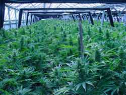 Cannabis_Growing_Indoors.jpg