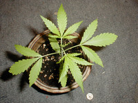 Cannabis_Plant_Small.jpg