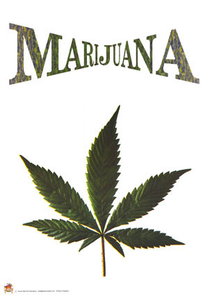 Cannabis_P423.jpg