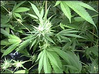 Cannabis_Growing_08.jpg