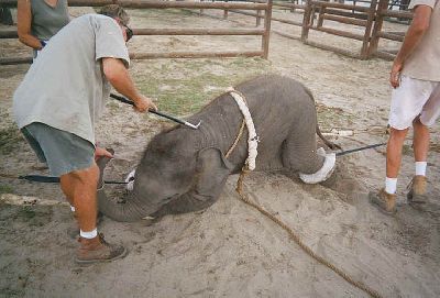 Animals_Cruelty_elephant-ent-17.jpg
