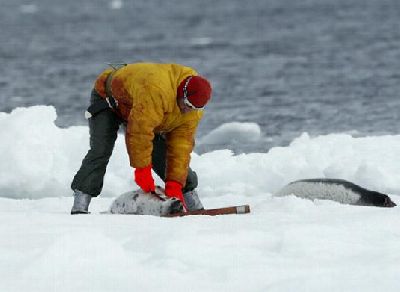 Sealer at work- skinning beater harpseals (over 40% are skinned alive).jpg