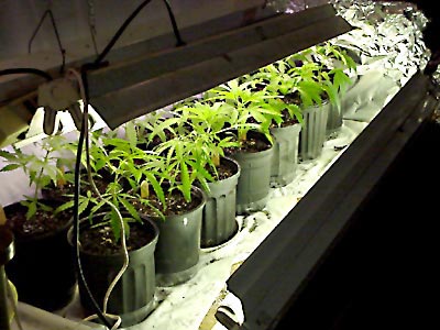Cannabis_Growing_Row_Plants.jpg