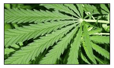 Cannabis_leaf.gif