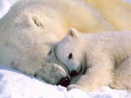 Animals_Polar_Bears_Sleeping_Cuddling.jpg