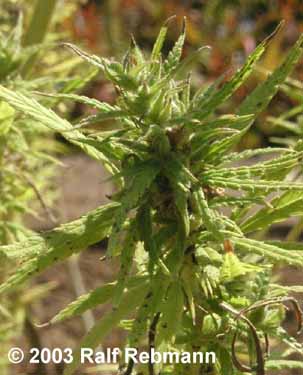 Cannabis_Closeup3.jpg