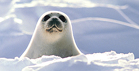 281x144_seal_pup1.jpg