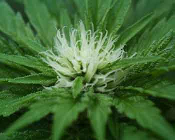 Cannabis_Closeup4.jpg