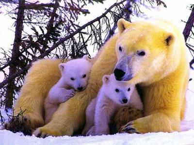 Animals_Polar_Bears_Mother_Cubs.jpg