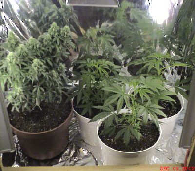 Cannabis_grow_room2.jpg