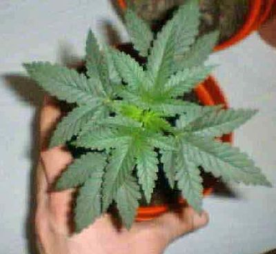 Cannabis_Hand_Marijuanainpot.jpg