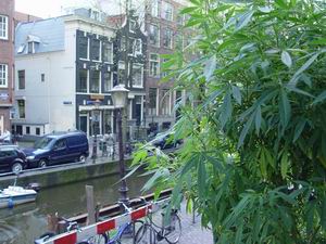 Cannabis_Growing_Amsterdam.jpg