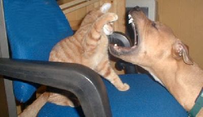 Cat_Dog_Fight.jpg