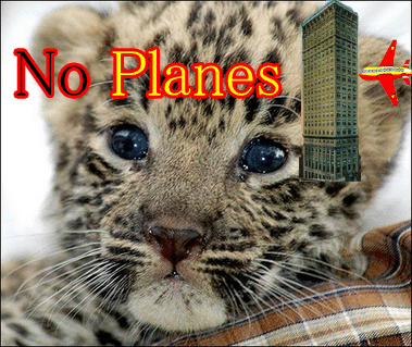 Animals_Panther_Cub_911.gif