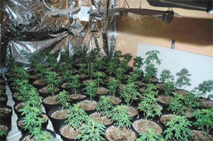 Cannabis_Growing_Indoors2.jpg