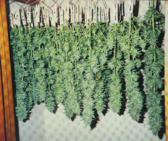 Cannabis_Drying_Buds.jpg
