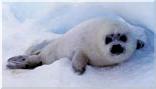 babyharpseal sea shepherd.jpg