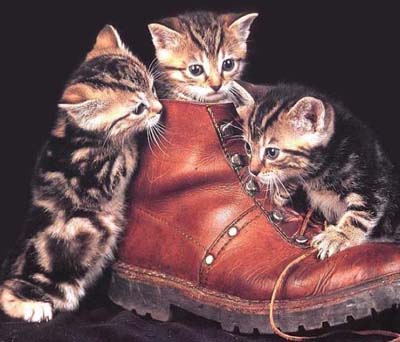 Cats_Shoe3.jpg