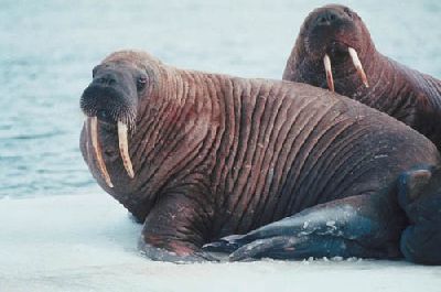 Animals_Pacific_Walrus2.jpg