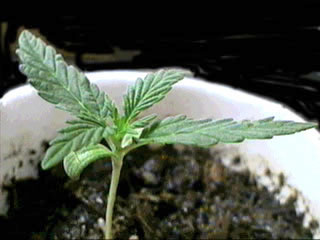 Cannabis_Growing_Small_Leaf.jpg